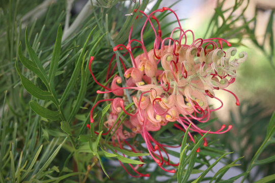 Torchlight, bright orange Grevillea or spider flowers. Evergreen flowering plant species, family Proteaceae. Endemic to Australia
