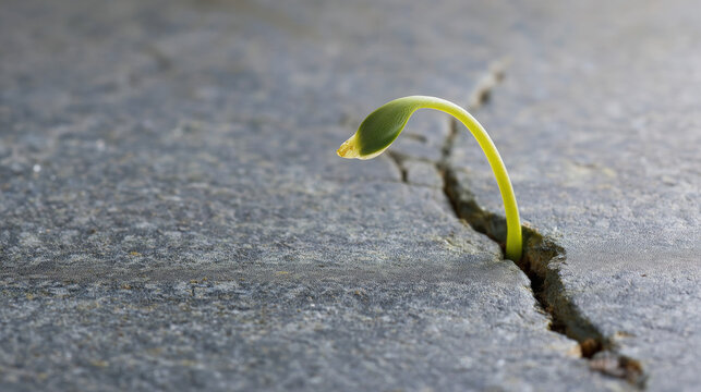 capitulate. A green seedling growing through a crack in a grey slate stone. ESG reports, sustainability campaigns, designed for environmental awareness campaigns.