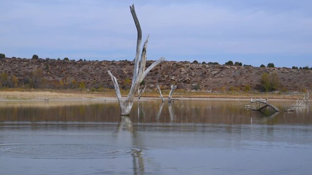 Dry, dead trees standing in a desiccating lake, wildlife of Oklahoma in autumn. Lake Carl Etling