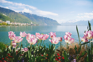 Naklejka premium Pink tulips by Lake Geneva in Montreux Switzerland with alpine mountains and clear blue water, sunny spring day landscape, colorful flowers by the lake and peaceful travel destination