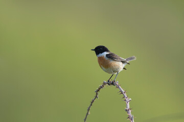 Obraz premium European Stonechat Saxicola rubicola perching or in flight in Morbihan, Brittany, France