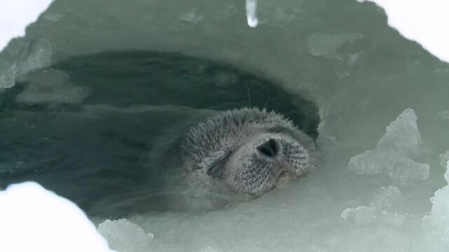A baby seal has emerged from under the ice of the North Sea.