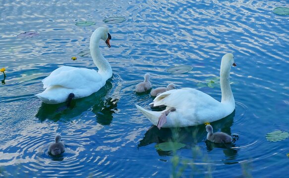 Happy swan family - parents and new born babies swim on the blue lake in nature, waterbirds family background