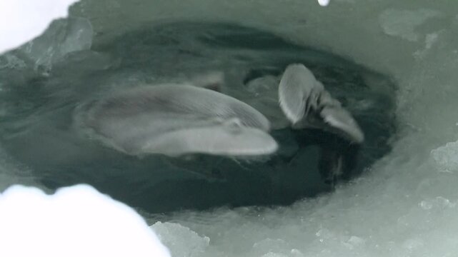 A baby seal has emerged from under the ice of the North Sea.
