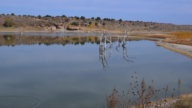 Dry, dead trees standing in a desiccating lake, wildlife of Oklahoma in autumn. Lake Carl Etling