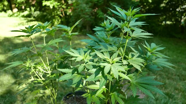 Marijuana cannabis plants with their distinct pot leafs being grown in a suburban backyard on a sunny spring day.
