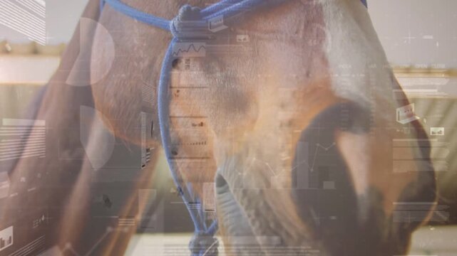 Camera pulling back, horse muzzle showing blue halter and eye, overlays shifting, showing vitals