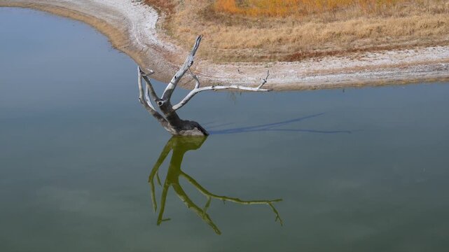 Dry, dead trees standing in a desiccating lake, wildlife of Oklahoma in autumn. Lake Carl Etling