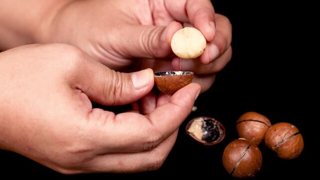 A close up video of a person peeling macadamia nuts revealing the edible kernels inside ready for consumption.