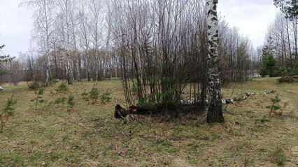 Naklejka premium Single birch tree with white bark in grassy meadow