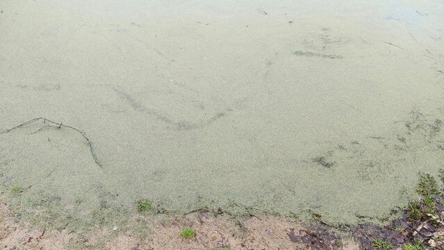 Green algae blanket water surface
