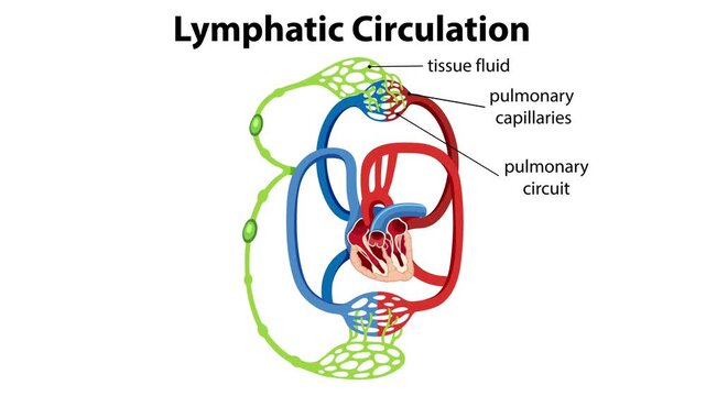 Diagram of lymphatic circulation showing system of vessels and nodes within human body and heart.