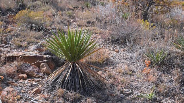 A species of yucca, likely Yucca glauca (commonly known as soapweed yucca), growing among xerophytic vegetation in Oklahoma, USA.