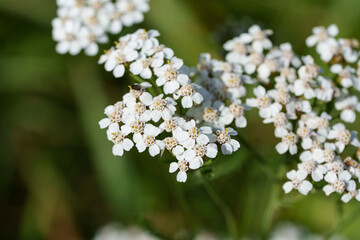White flowers of common yarrow Achillea millefolium against a background of green leaves on a summer day with a soft bokeh effect. © Edita