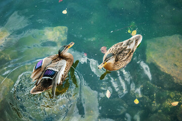 Fototapeta premium Two Ducks Swimming Creating Ripples on Water, Minimal Nature Background
