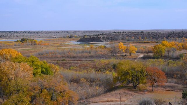 A vibrant autumn landscape featuring yellowed cottonwood trees and green juniper bushes along a canyon.