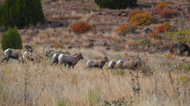 The animals are bighorn sheep Ovis canadensis, characterized by their distinctive large, curling horns. Texas
