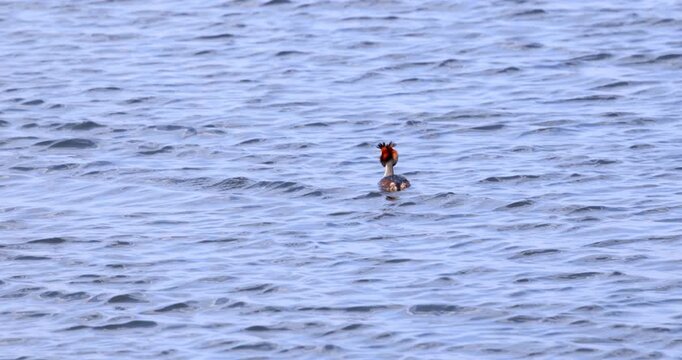 Wild crested grebes fishing and swimming on the lake.