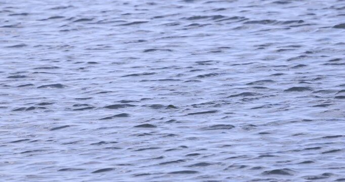 Wild crested grebes fishing and swimming on the lake.