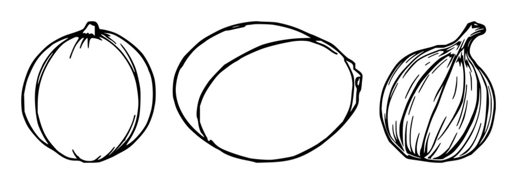 Nut set with minimal line art design featuring almond, hazelnut, walnut with pecan and pistachio