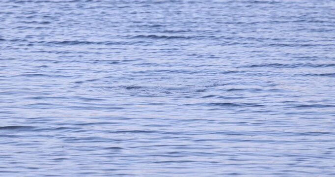 Wild crested grebes fishing and swimming on the lake.