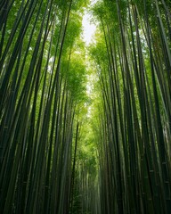 Obraz premium A towering view of bamboo trees in a dense forest, with sunlight filtering through
