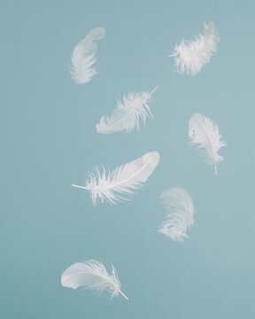 Delicate feathers floating gently on a serene, blue backdrop. This image embodies lightness and tranquility. These pure white feathers create a sense of floating and softness