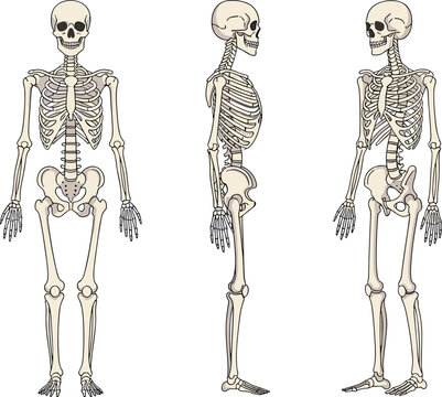 Detailed human skeleton anatomy set with front side and three quarter views medical educational vector illustration isolated