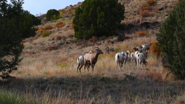 The animals are bighorn sheep Ovis canadensis, characterized by their distinctive large, curling horns. Texas