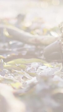 Vertical video: Camera pulling focus, seaweed patch sharpening while glints revealing wet textures