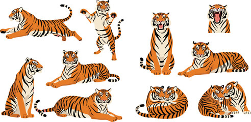 Tiger animals collection with different poses and expressions, wild big cats vector set for wildlife illustration, zoo design and nature themed projects\ © Yevhenii creative