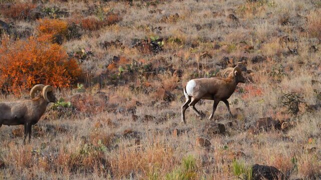 The animals are bighorn sheep Ovis canadensis, characterized by their distinctive large, curling horns. Texas
