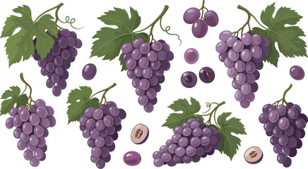 Fresh Purple Grapes Bunches Collection Set Featuring Ripe Fruit With Green Leaves And Sliced Pieces Isolated On White Background. © Ratna