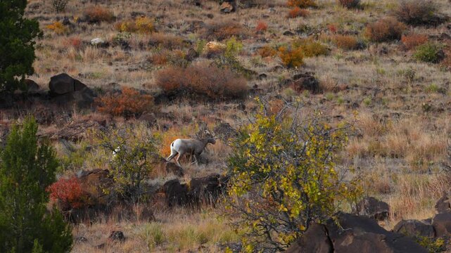 The animals are bighorn sheep Ovis canadensis, characterized by their distinctive large, curling horns. Texas