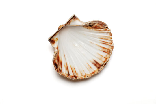 Close‑up of an open scallop seashell on a white background, showing smooth inner surface and brown‑orange edges typical of Pecten maximus found along European coasts