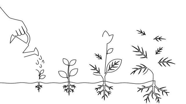 Self drawing continuous one line animation of watering plants showing growth and development concept video