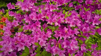 Fototapeta premium pink flowers background