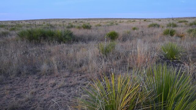 Texas, a semi-arid grassland ecosystem in autumn, located on the High Plains of the southwestern United States.