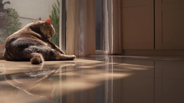 Fat gray tabby cat leaning on a screen door, sunbathing, grooming, and observing surroundings. Warm morning sunlight and moving shadows create a happy, peaceful private relaxation mood.