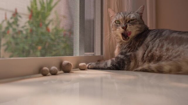Fat gray tabby American Shorthair cat lying by screen door, looking at camera and licking lips before exploring inside. Slow zoom-in with warm sunlight creates a peaceful harmonious mood.