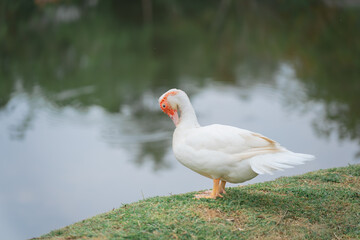Fototapeta premium White Waterfowl by a Tranquil Lake with Reflections of Greenery in the Water, Captured in a Serene Outdoor Setting