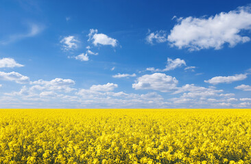 Obraz premium Vibrant yellow canola flowers under a bright blue sky and clouds, sunny nature