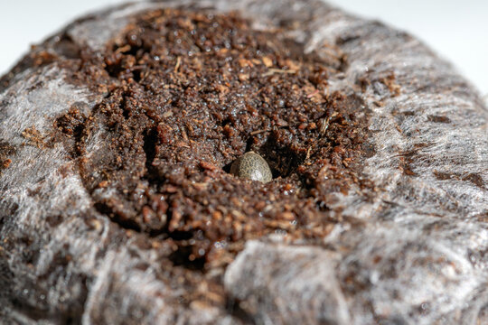 peat_pot