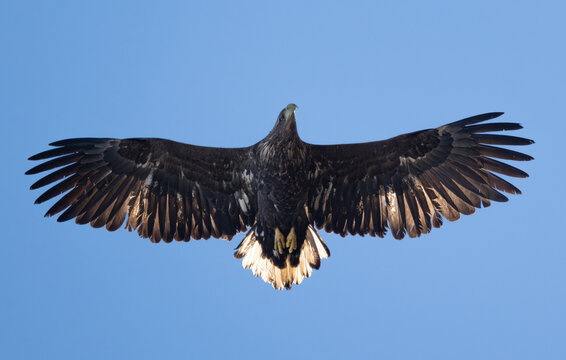 Soaring white-tailed eagle in the sunlight. The sun light up the feathers, Bod&oslash;, Norway