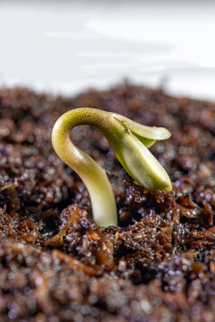 Cannabis_Seedling