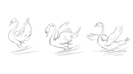 Fototapeta premium Artistic, monochrome drawing of three swans, each in a different pose, with minimalist details