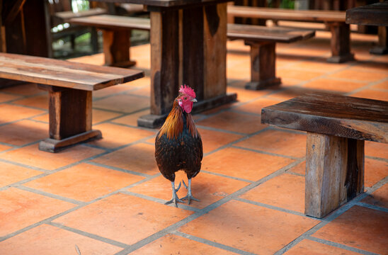 A colorful rooster standing on a terracotta tiled floor in an outdoor dining area