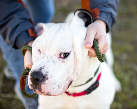 A person petting an American Bulldog mixed breed dog