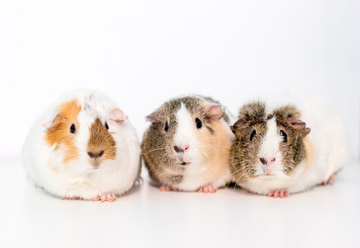 A group of three pet Guinea Pigs sitting in a row