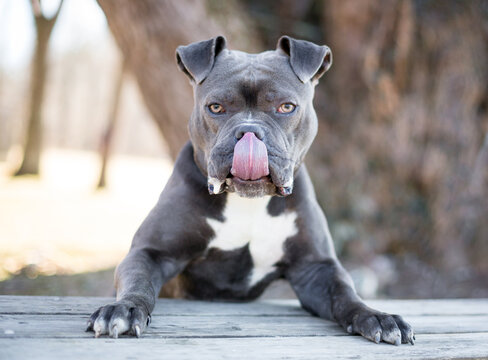 A Pit Bull Terrier mixed breed dog licking its lips